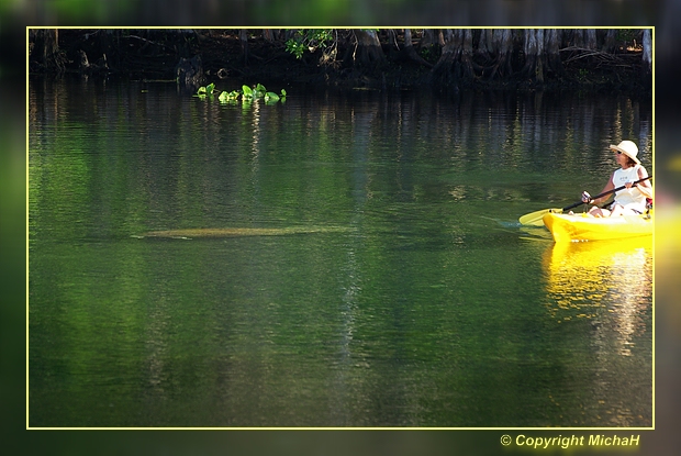 Manatee via Canoe