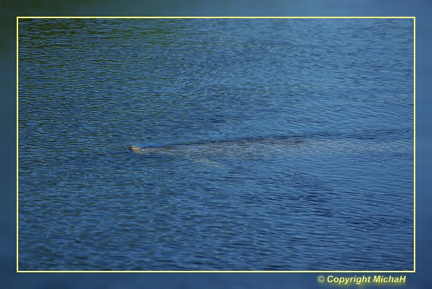 Manatee