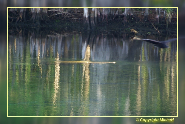 Manatee