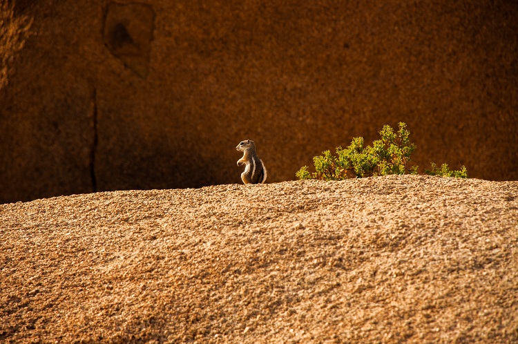 Chipmunk