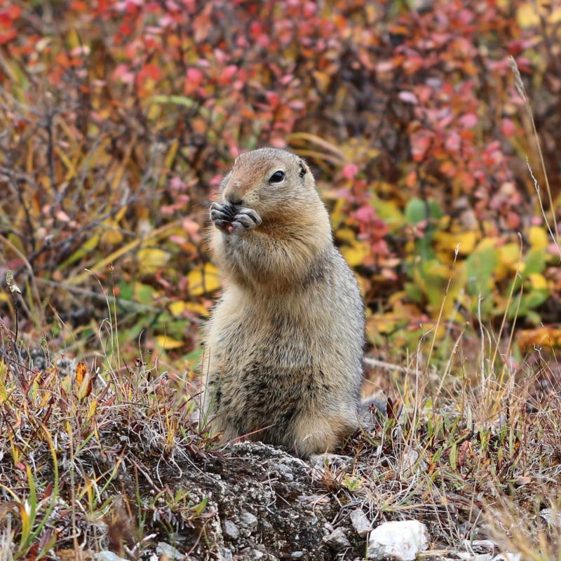 Arktisches Erdhörnchen - Denali N.P./Alaska