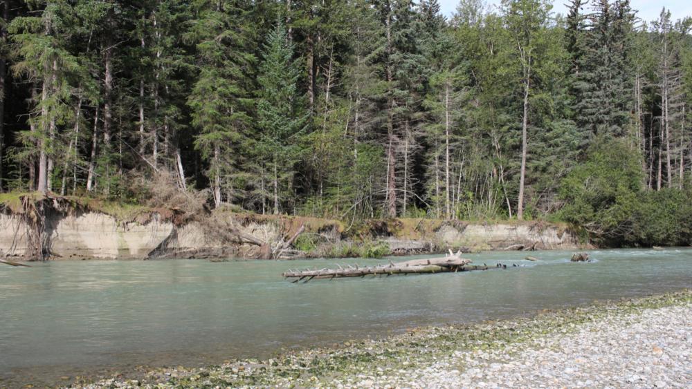 Taiya River am Dyea Campground / Alaska