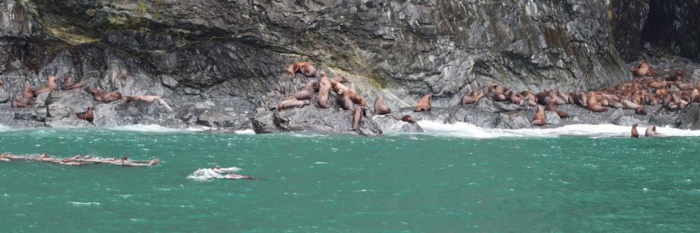 Seelöwen im Prince William Sound - Valdez/Alaska