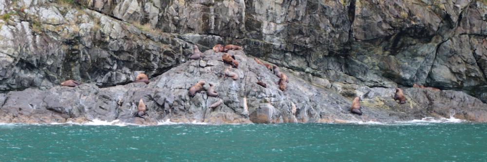 Seelöwen im Prince William Sound - Valdez/Alaska