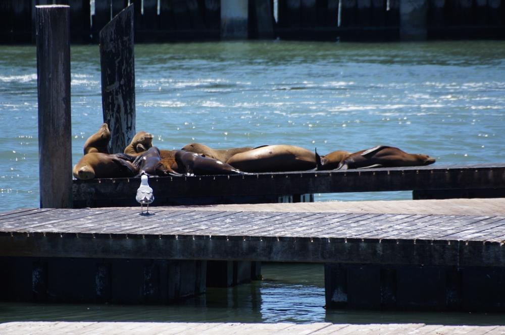 Robben am Pier 39