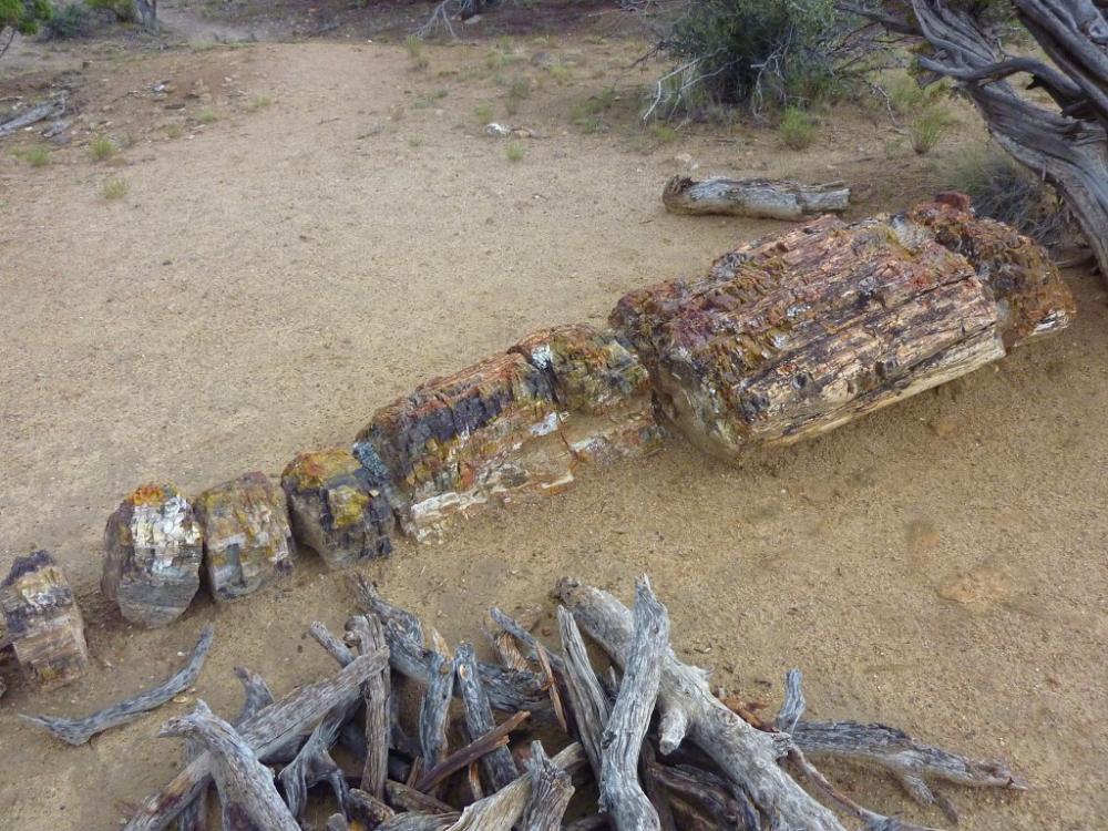 Petrified Forest