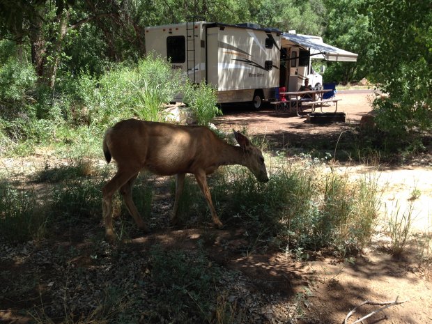 Besucher beim Watchman CG Zion NP