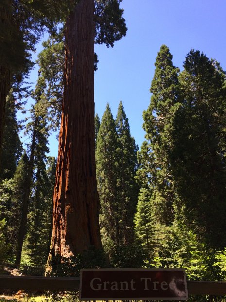 Grant Tree Kings Canyon