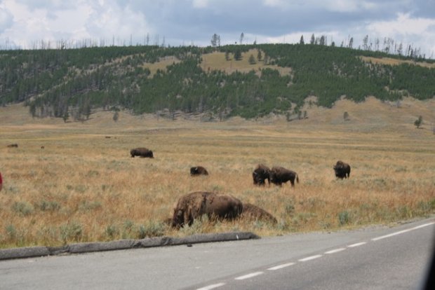 Beschreibung: Macintosh HD:Users:Christian:Pictures:150801 USA:150804 Yellowstone:IMG_8569.jpg